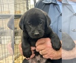 Puppy Purple Labrador Retriever