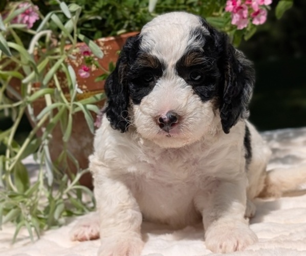 Medium Photo #98 Miniature Bernedoodle Puppy For Sale in GOSHEN, IN, USA