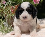 Small #1 Miniature Bernedoodle