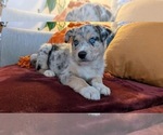 Puppy Ghost Australian Shepherd-Siberian Husky Mix