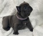 Puppy 3 French Bulldog
