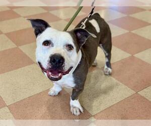 Mutt Dogs for adoption in Martinez, CA, USA