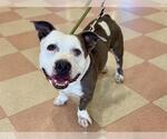 THOMAS - Male Mutt Dog for Adoption - Small photo