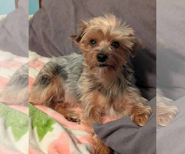 Medium Photo #1 Mutt Puppy For Sale in St. Louis Park, MN, USA