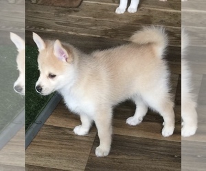 Pomsky Puppy for sale in LIBERTY, MS, USA