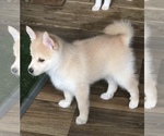 Small Photo #1 Pomsky Puppy For Sale in LIBERTY, MS, USA