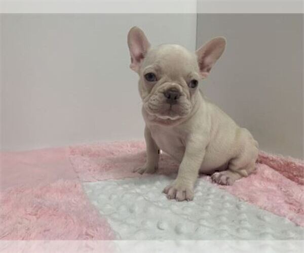 Medium Photo #16 French Bulldog Puppy For Sale in BOCA RATON, FL, USA
