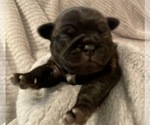Puppy 2 Pug