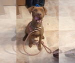 Small #2 American Pit Bull Terrier-American Staffordshire Terrier Mix