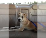 Small Photo #14 Bulldog-Labrador Retriever Mix Puppy For Sale in Rockaway, NJ, USA