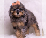 Puppy Verde Poodle (Toy)