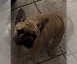Small #1 French Bulldog