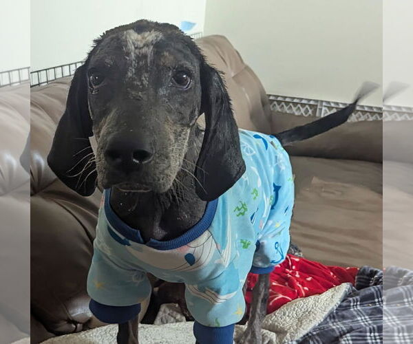 Medium Photo #27 Bluetick Coonhound-Unknown Mix Puppy For Sale in Princeton, MN, USA