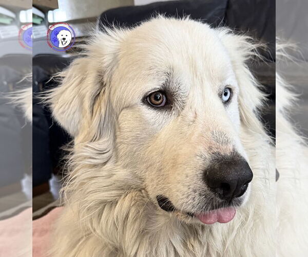 Medium Photo #12 Great Pyrenees Puppy For Sale in Spring, TX, USA