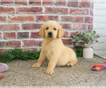 Small Golden Retriever