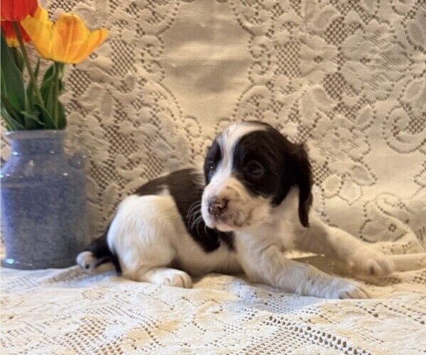 Medium Photo #3 English Springer Spaniel Puppy For Sale in OWEN, WI, USA