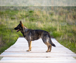 Small Photo #4 German Shepherd Dog Puppy For Sale in CHEYENNE, WY, USA