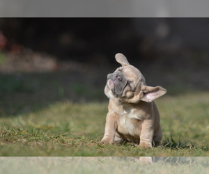 French Bulldog Puppy for sale in Kiskoros, Bacs-Kiskun, Hungary