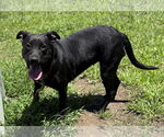Small #3 Labrador Retriever Mix