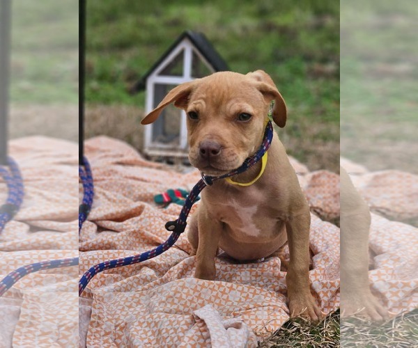 Medium Photo #3 Boston Huahua Puppy For Sale in Wakefield, RI, USA