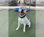 Small #1 American Staffordshire Terrier Mix