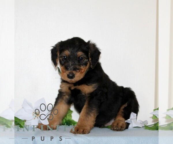 Medium Photo #4 Airedale Terrier Puppy For Sale in HOLTWOOD, PA, USA