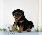 Small #3 Airedale Terrier