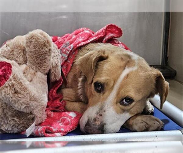 Medium Photo #1 Labrador Retriever-Unknown Mix Puppy For Sale in Bakersfield, CA, USA