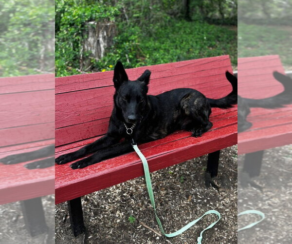 Medium Photo #6 Holland Shepherd-Unknown Mix Puppy For Sale in Imlay City, MI, USA