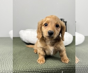 Dachshund Puppy for sale in FRANKLIN, IN, USA