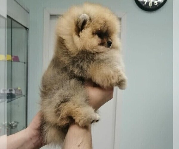 Medium Photo #2 Pomeranian Puppy For Sale in HOLLYWOOD, FL, USA