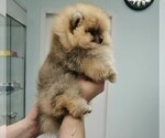 Small Photo #2 Pomeranian Puppy For Sale in HOLLYWOOD, FL, USA