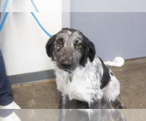 Border Collie-Unknown Mix Dogs for adoption in Mountain Home, AR, USA