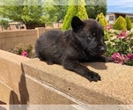 Small Photo #3 Belgian Malinois Puppy For Sale in PRESCOTT, AZ, USA