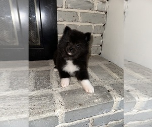 Pomeranian Puppy for sale in BAKERSFIELD, CA, USA