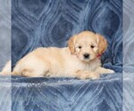Small #2 Goldendoodle (Miniature)