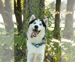 Small #2 Siberian Husky