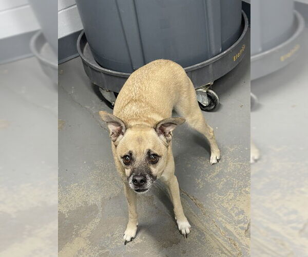 Medium Photo #1 Chihuahua-Unknown Mix Puppy For Sale in Tallahassee, FL, USA