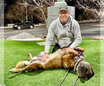 Small #6 German Shepherd Dog Mix
