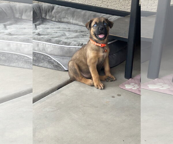 Medium Photo #2 Australian Shepherd-Unknown Mix Puppy For Sale in Phoenix, AZ, USA