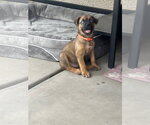 Small #1 Australian Shepherd Mix