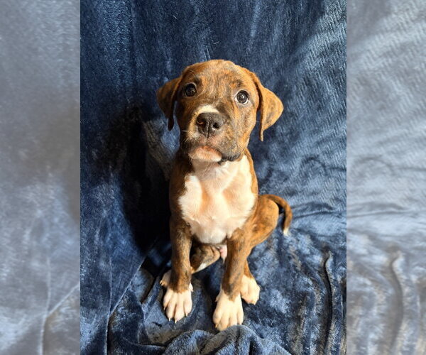 Medium Photo #2 Mutt Puppy For Sale in Candler, NC, USA
