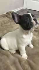French Bulldog Puppy for sale in COOPER, TX, USA