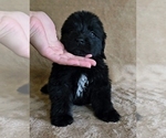 Small #4 Newfoundland