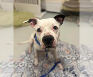 American Pit Bull Terrier Dogs for adoption in Boston, MA, USA