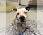 Small American Pit Bull Terrier