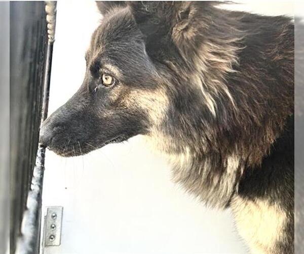 Medium Photo #1 German Shepherd Dog-Unknown Mix Puppy For Sale in Houston, TX, USA