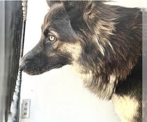 German Shepherd Dog-Unknown Mix Dogs for adoption in Houston, TX, USA