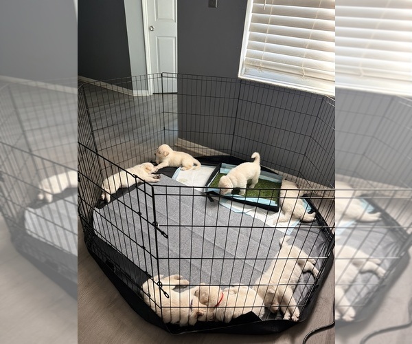 Medium Photo #3 German Shepherd Dog Puppy For Sale in PORT RICHEY, FL, USA