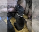 Puppy Grey collar Great Dane